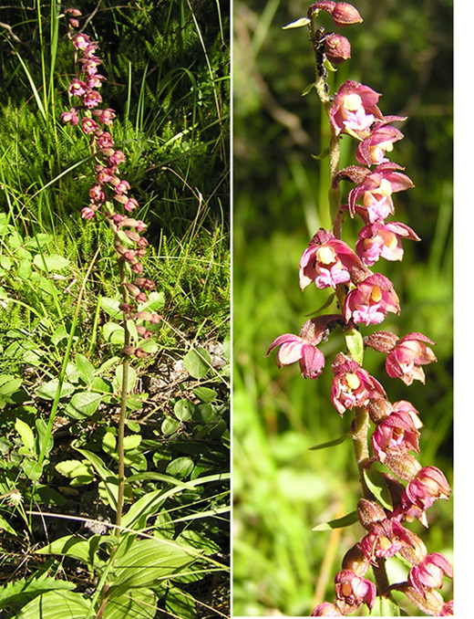 Epipactis .......?  E. atrorubens